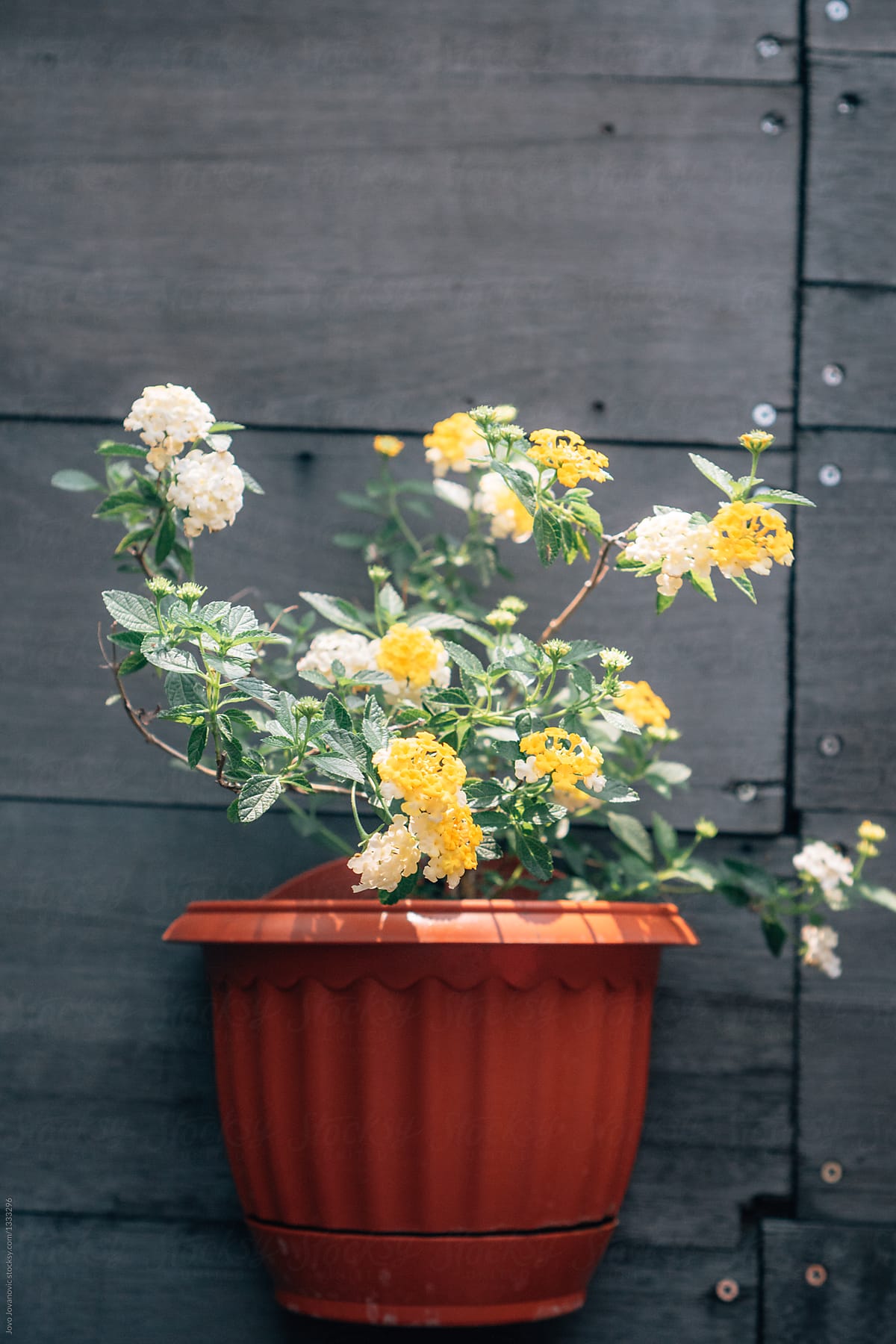 Yellow flowers in a pot