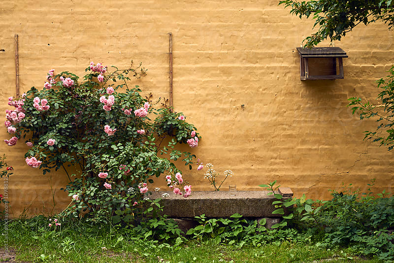 Beautiful pink rose bush along bench in garden