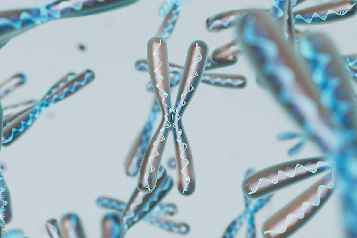 3D Render of Chromosomes