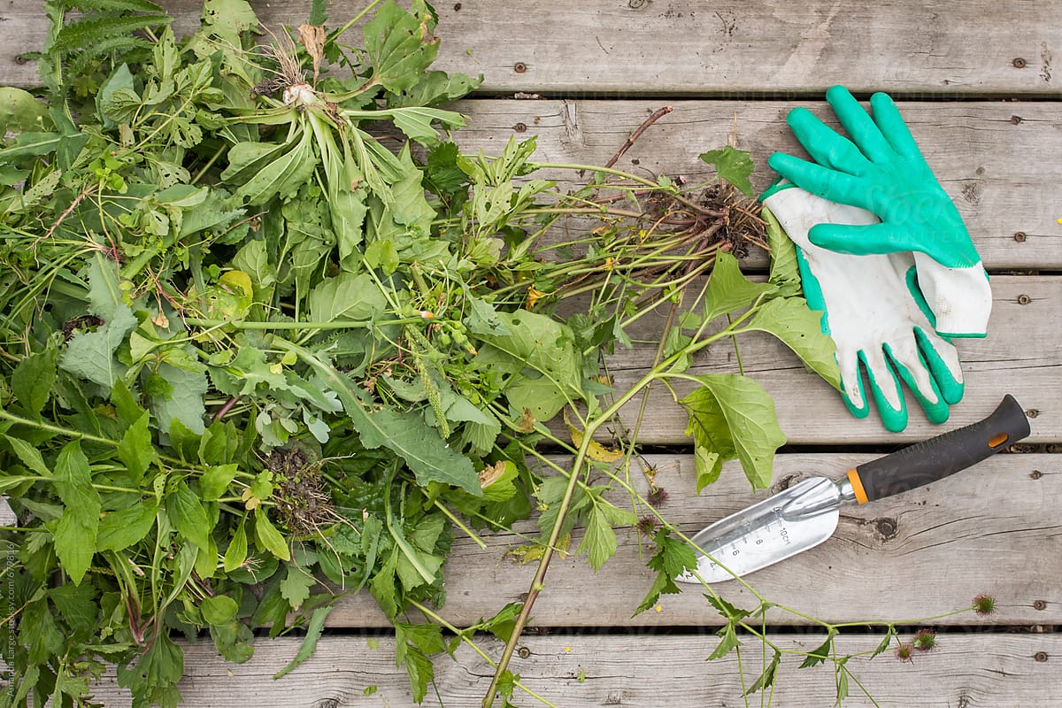 weeds and garden tools on a wooden deck