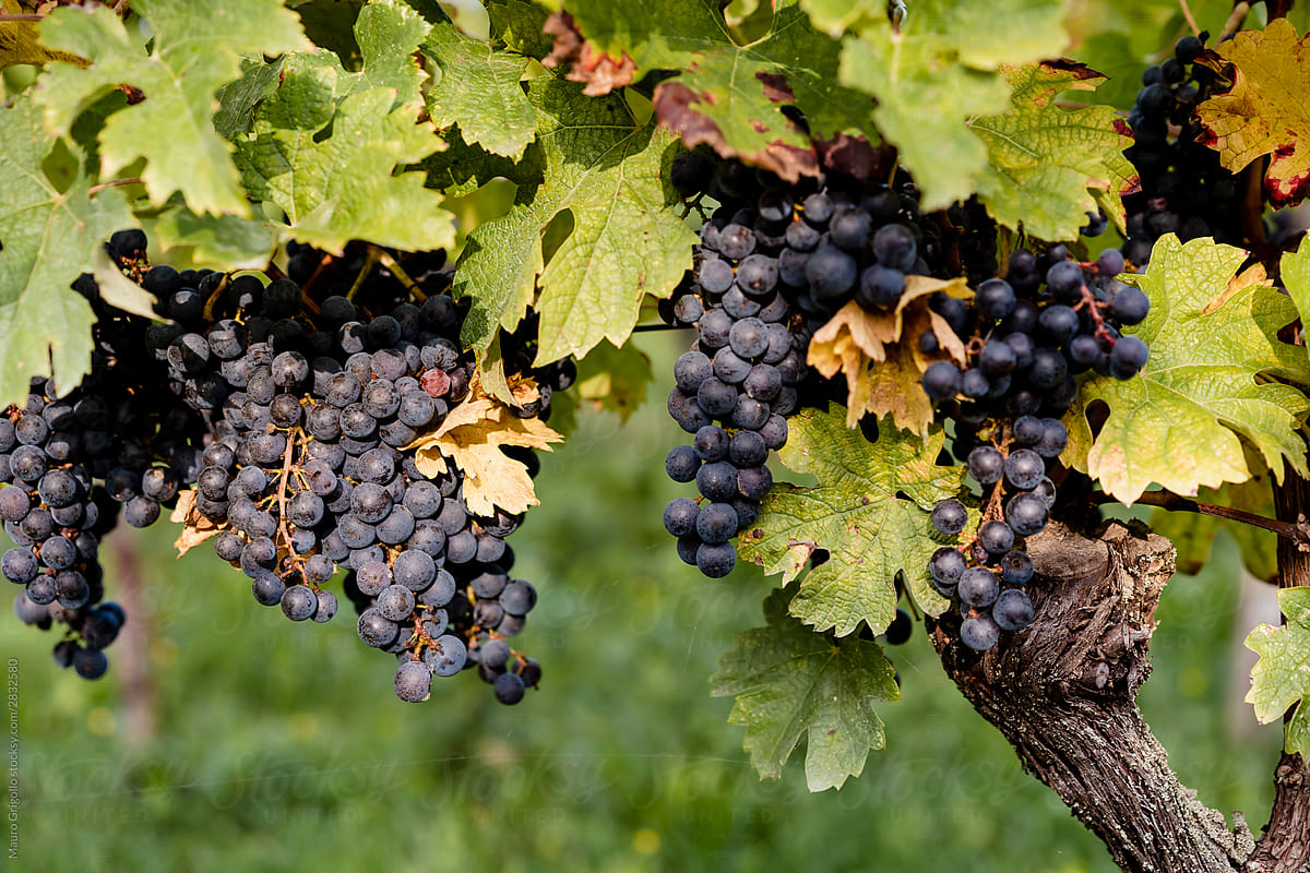 Bunches of grapes in the vine plant, ready to be harvested.