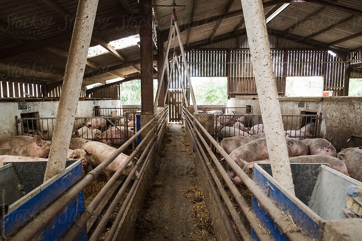 View of indoor pig shed on farm