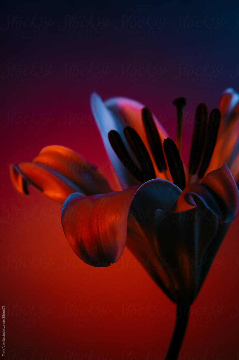 neon wrapped lilies.