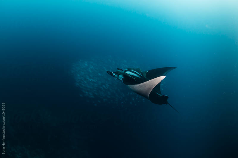 A  Manta Ray swimming with a school of jack fishes in the blue water of the ocean
