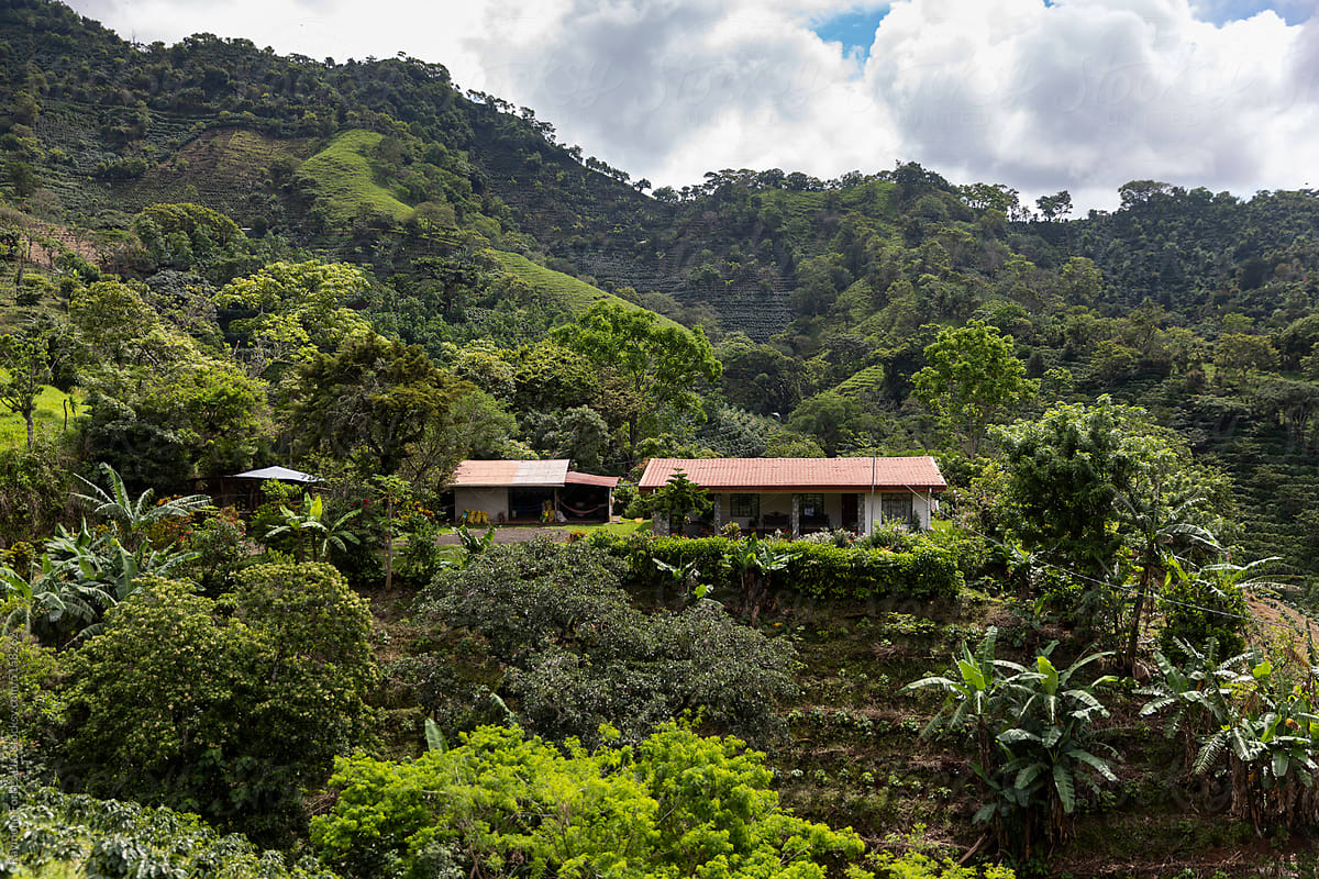 Neighborhood landscape with farm coffee grove Costa Rica