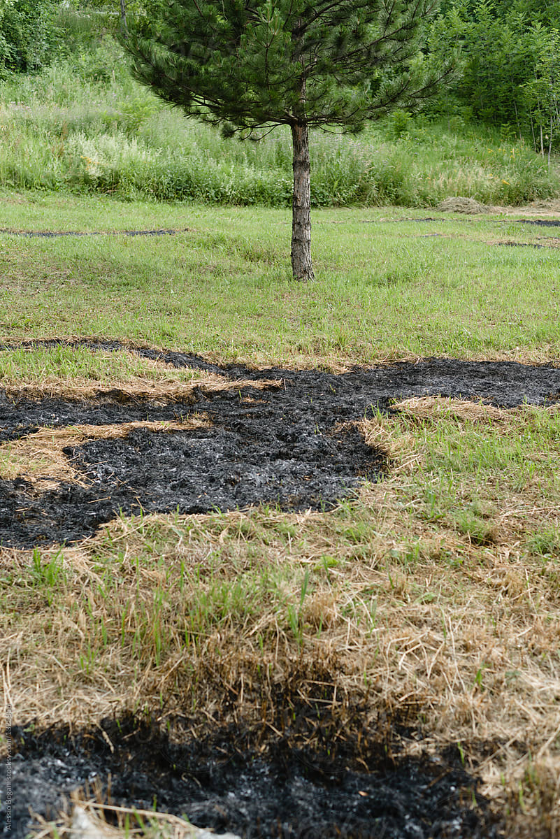 Burnt fire traces on grass