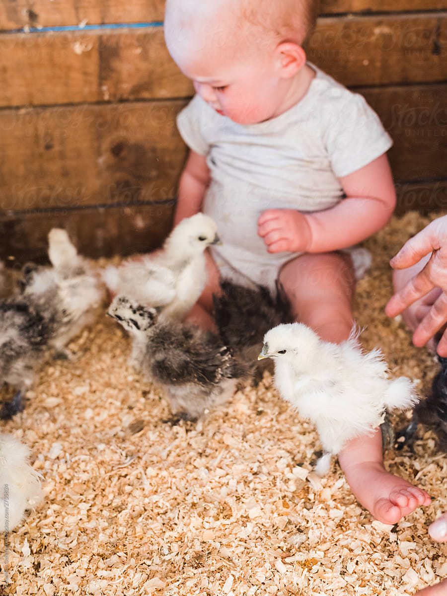 Baby girl sitting with baby chickens