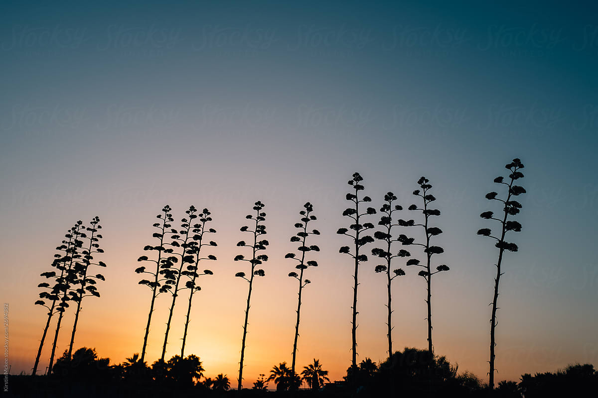Silhouettes of century plants at sunset