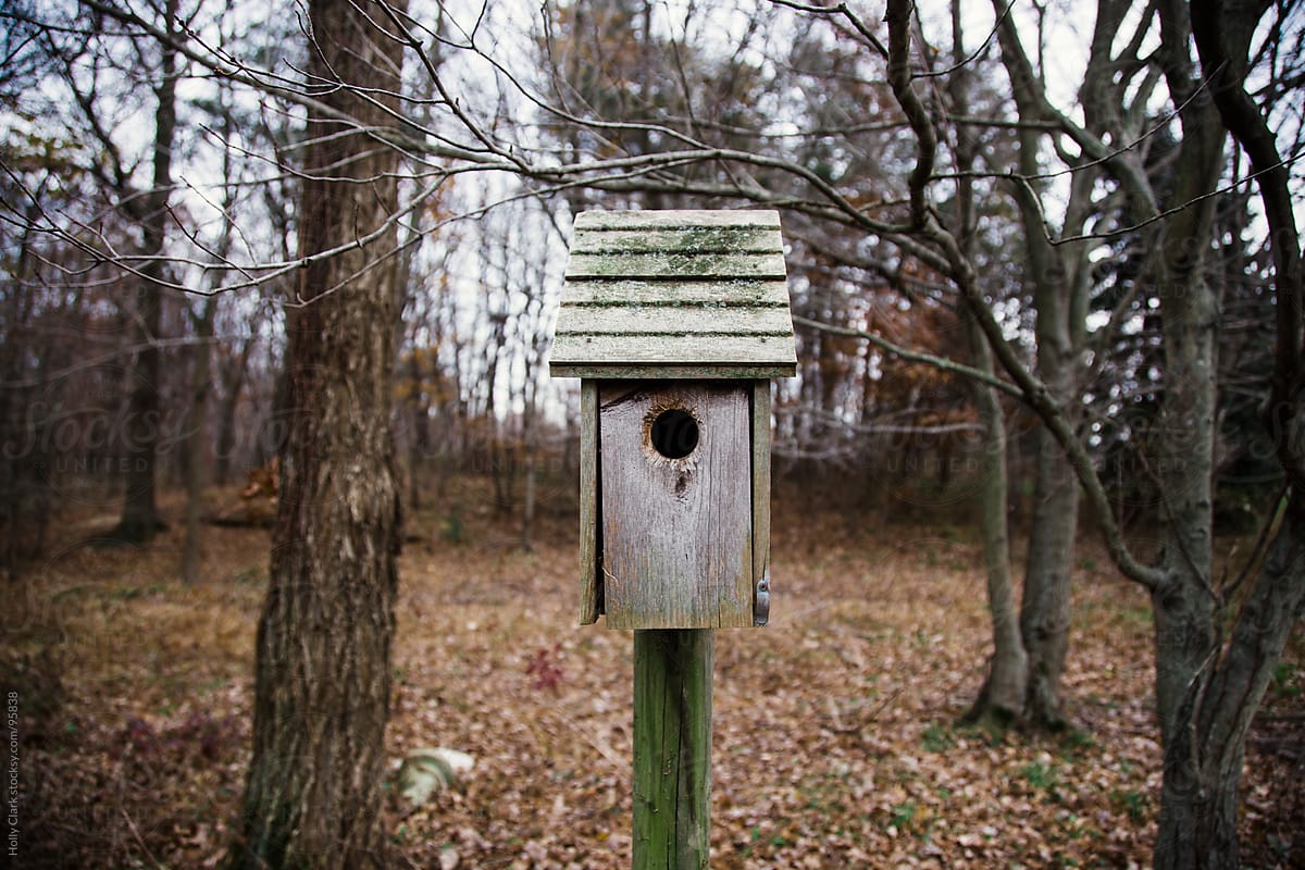 A forgotton birdhouse stands amongst trees in the woods.