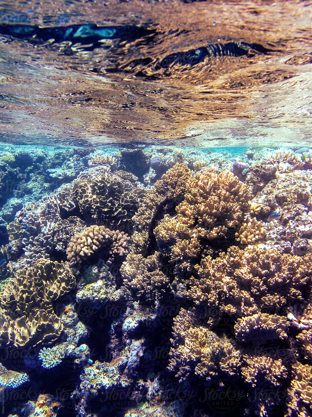 «Coral Under The Sea, Great Barrier Reef, Australia» del colaborador de ...