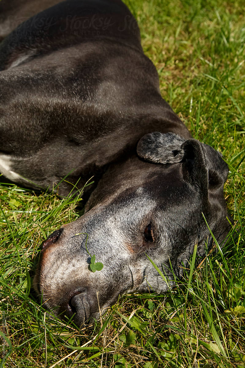 Tired black dog lying in green grass