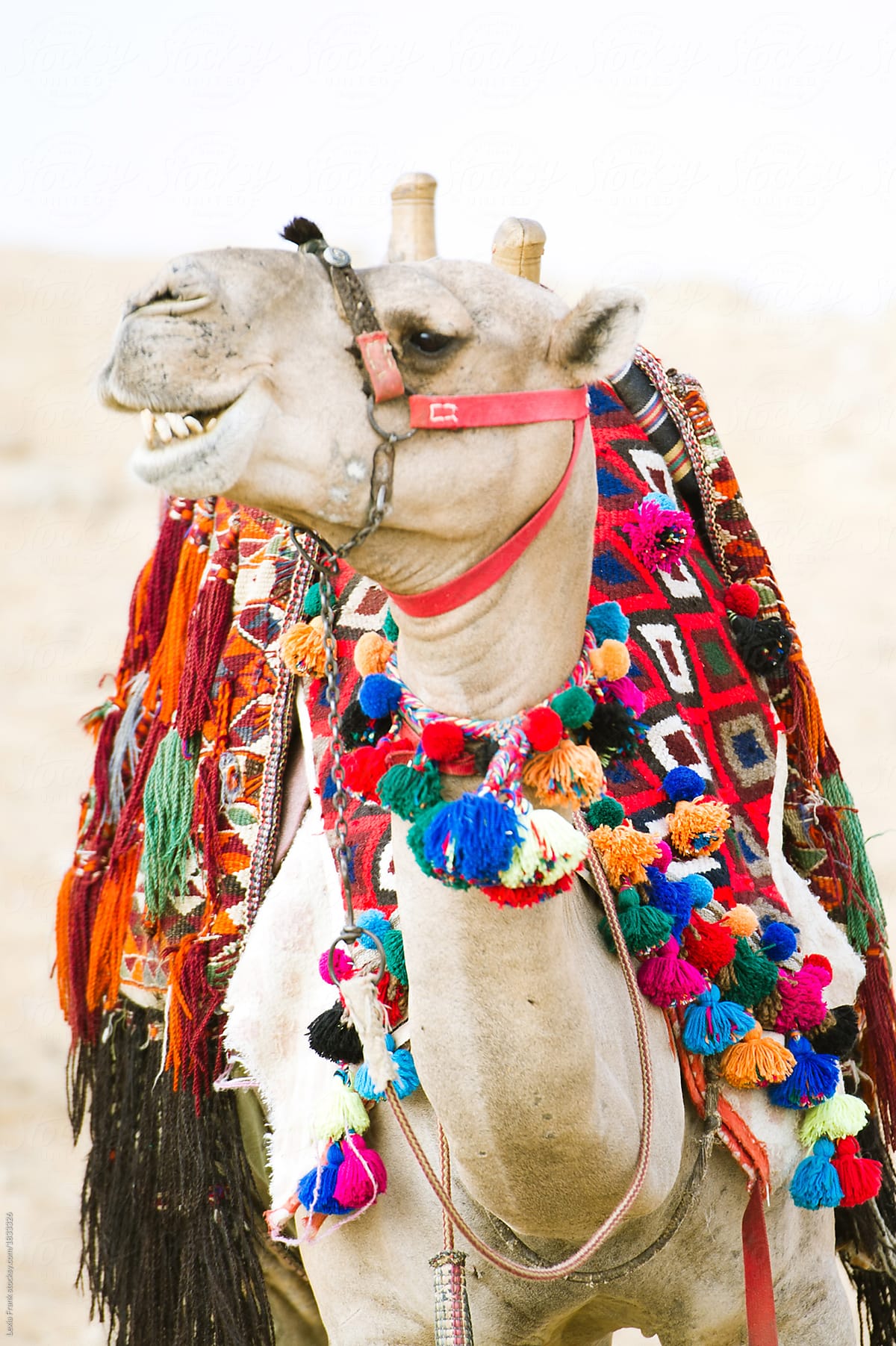 a camel in the desert in egypt