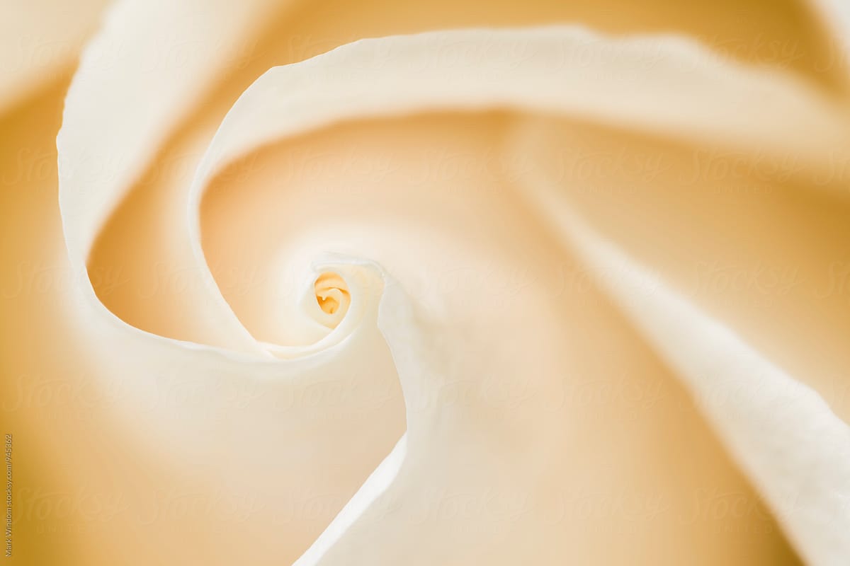 Rose Petal Swirl