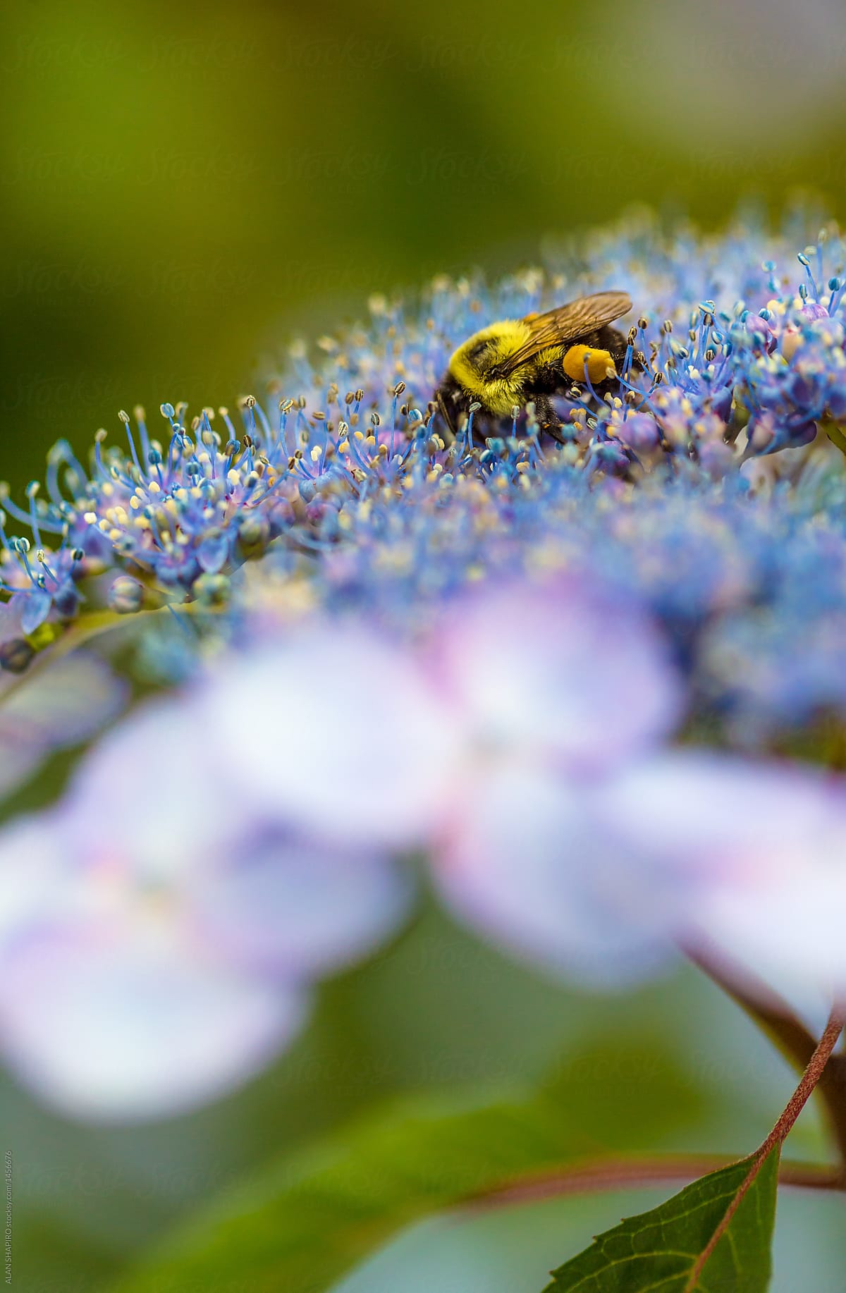 bee and hydrangea