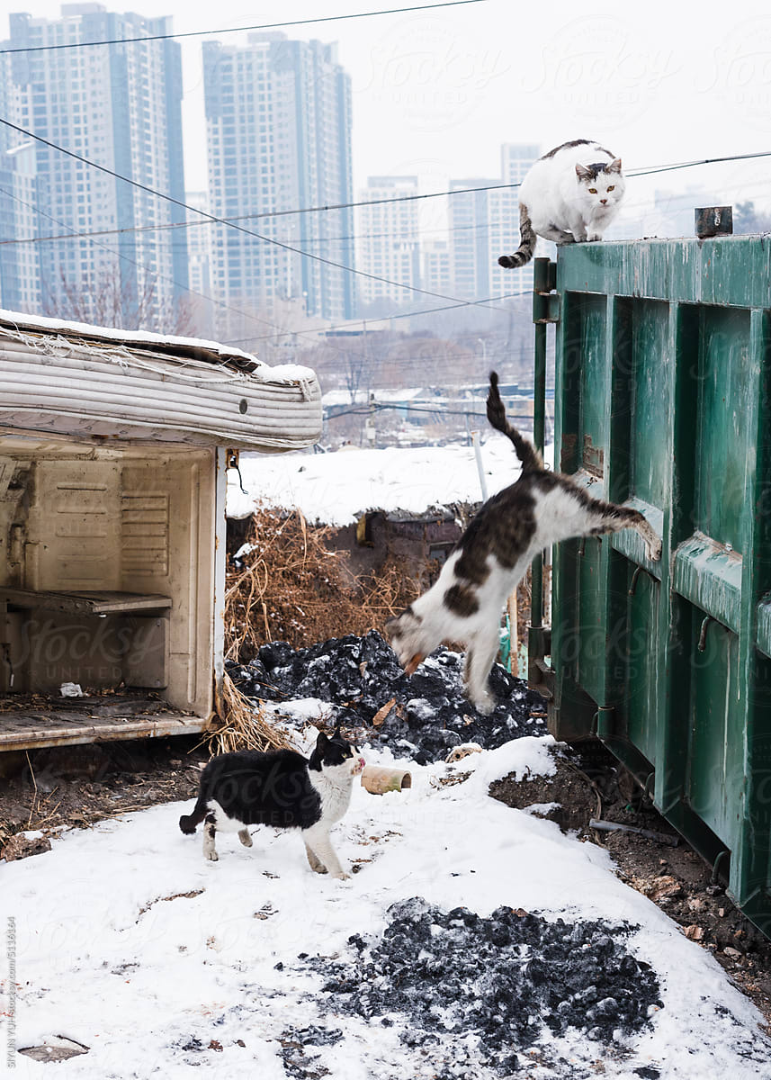 Wild cats out of dustbin and Apartments beyond the scene