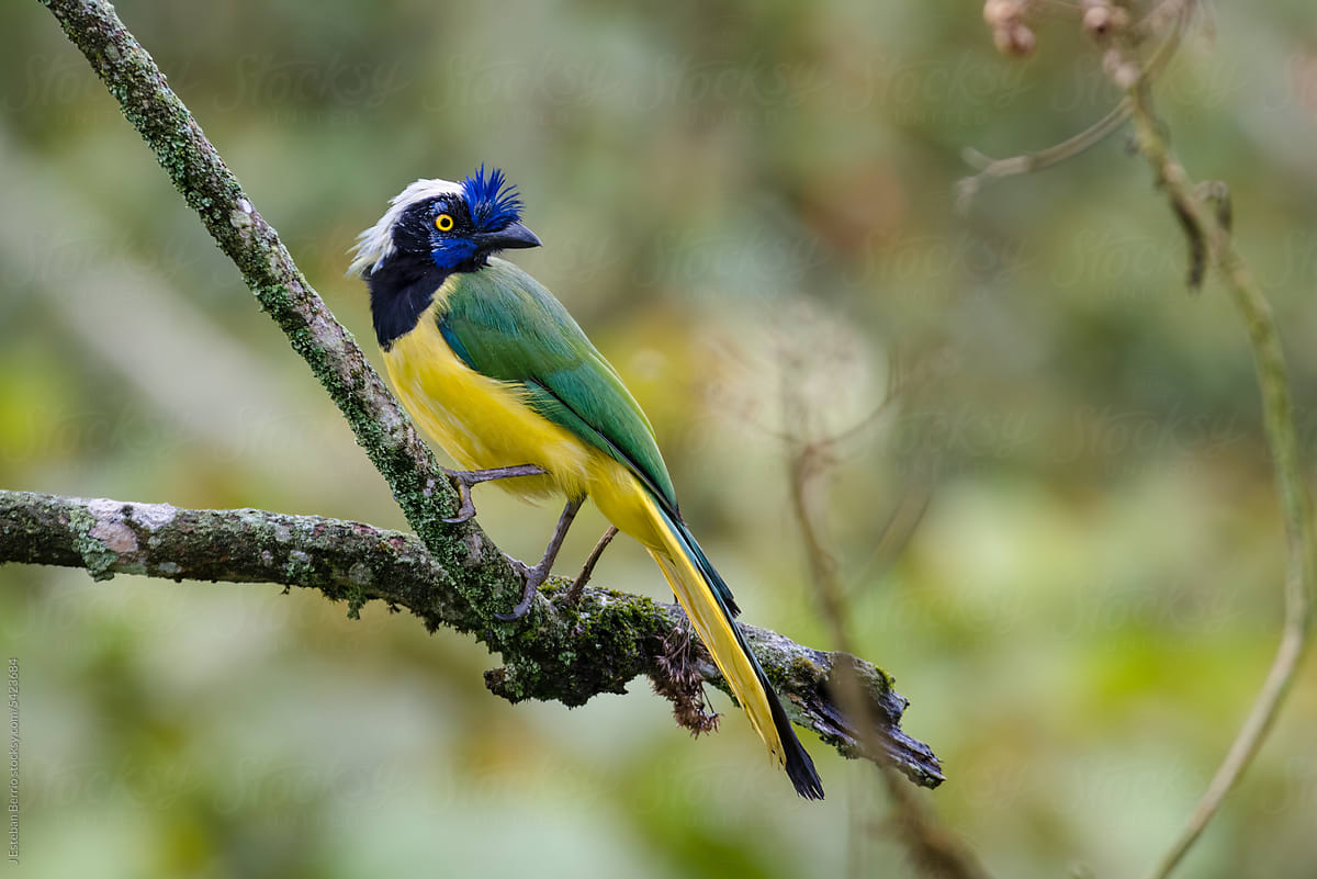 Green Jay standing on a mossy log