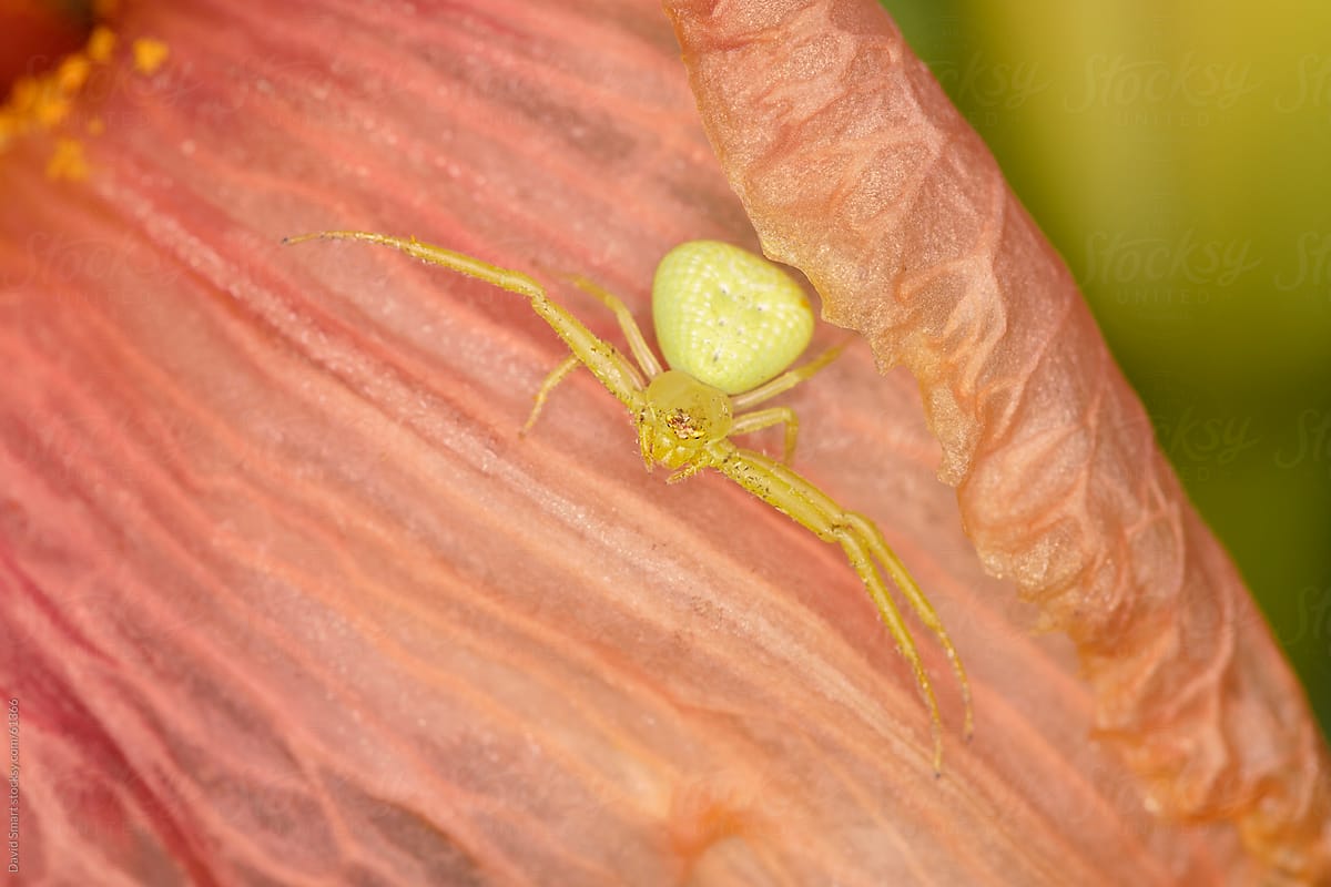 A Crab Spider lying in wait on a flower petal