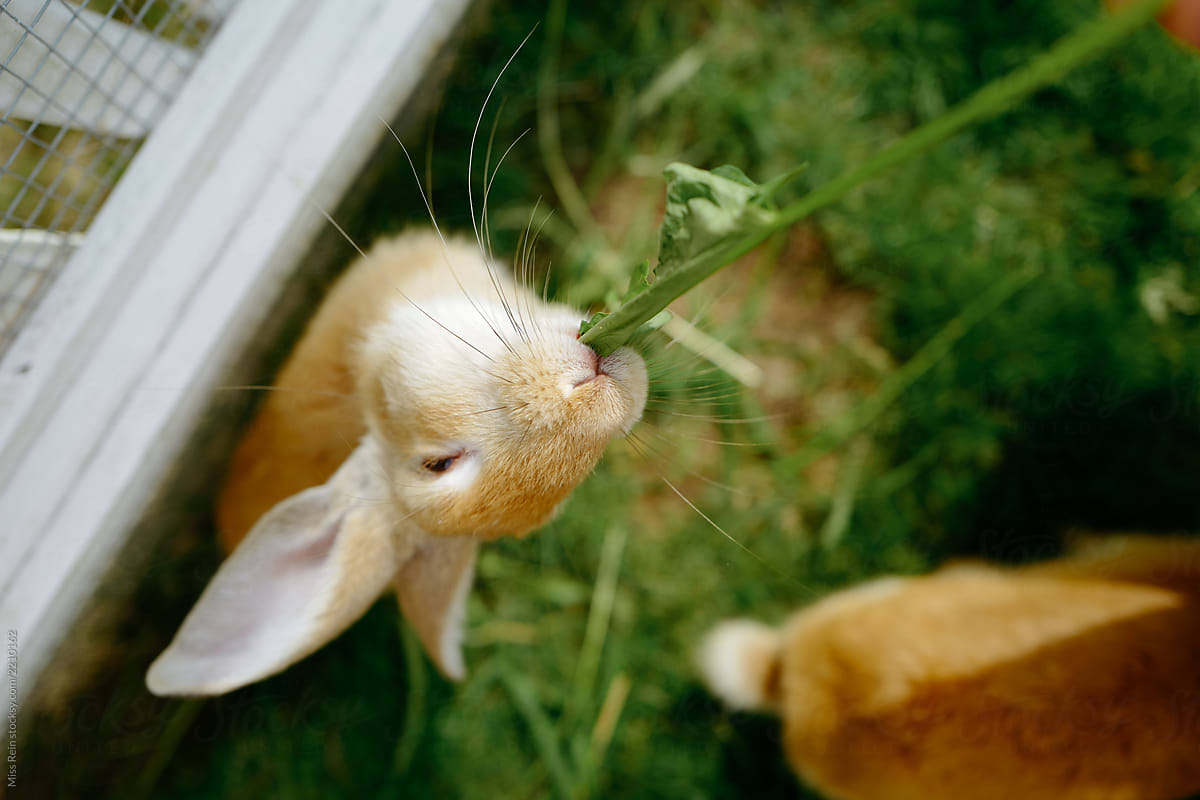 Smiling rabbit eating grass