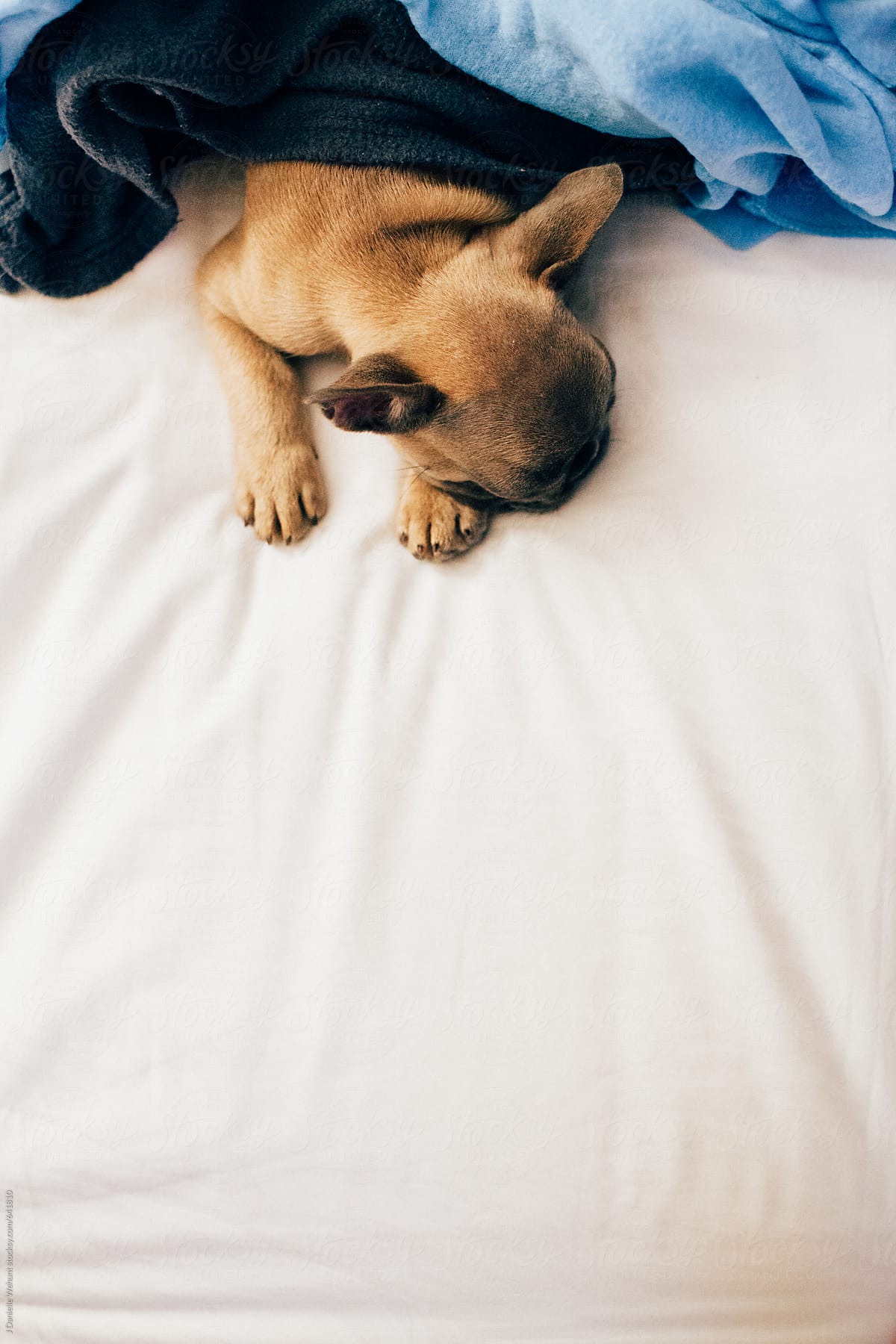 A french bulldog puppy sleeping with blankets in bed