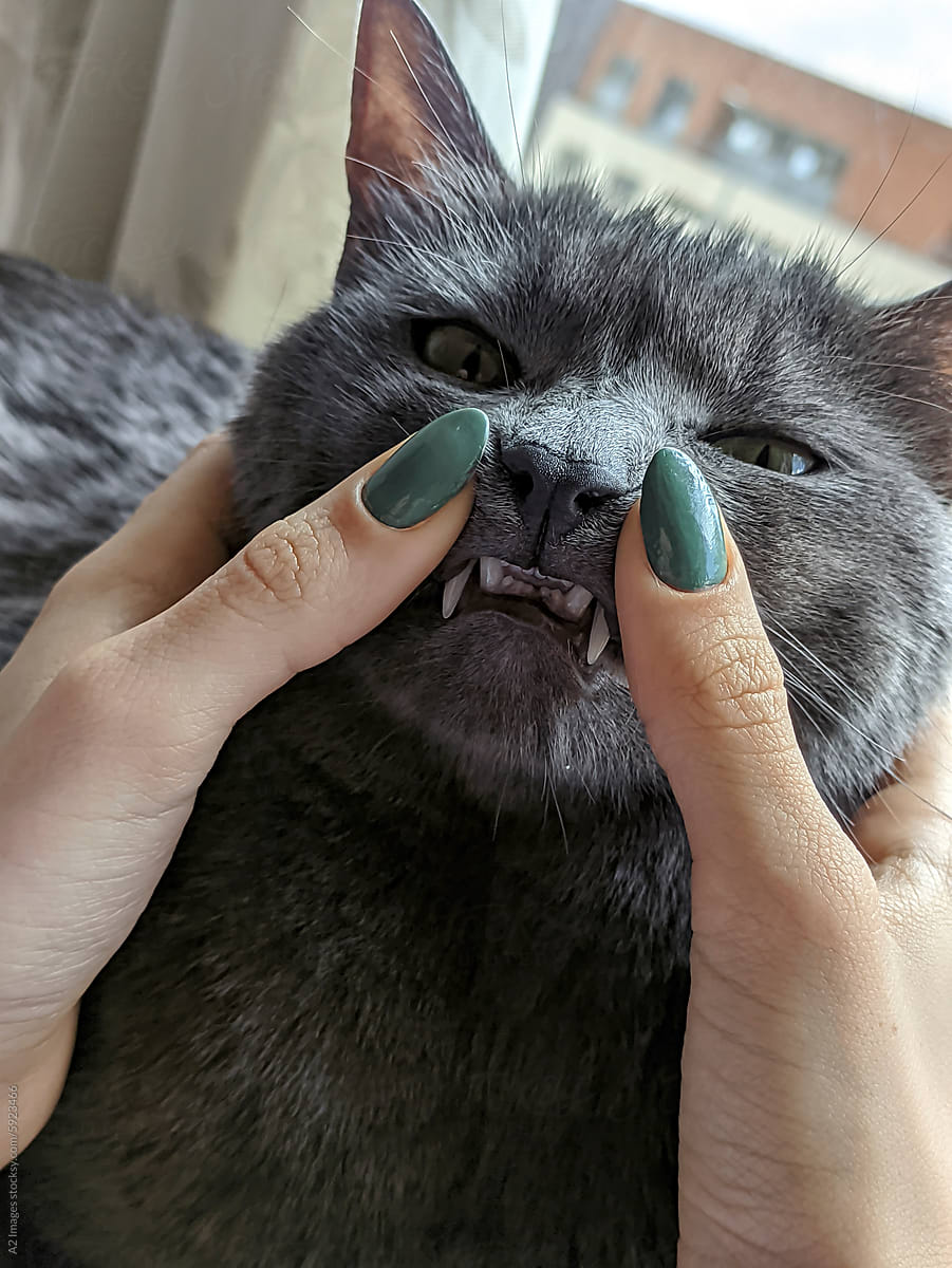 Cat showing its teeth