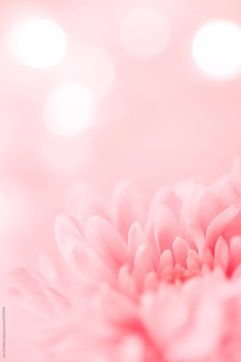 Closeup image of a pink flower on pink background