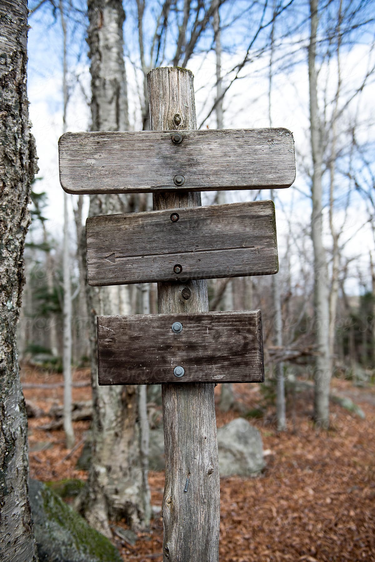 Old wooden signpost in the forest in autumn