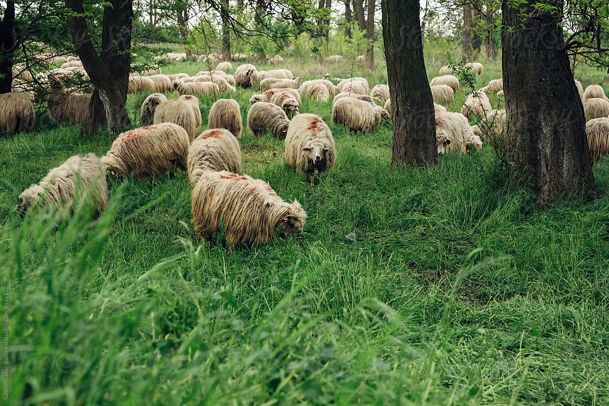 Sheep herd grazing in a meadow
