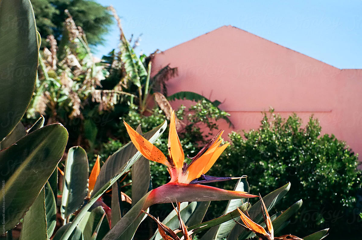 Bird of paradise flower and green garden at pink house architecture