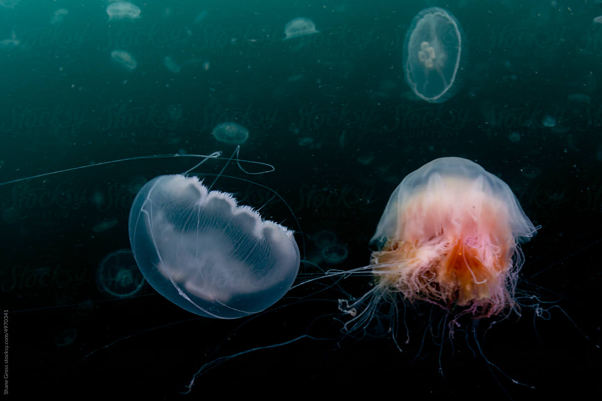 Jellyfish Hunts Jellyfish