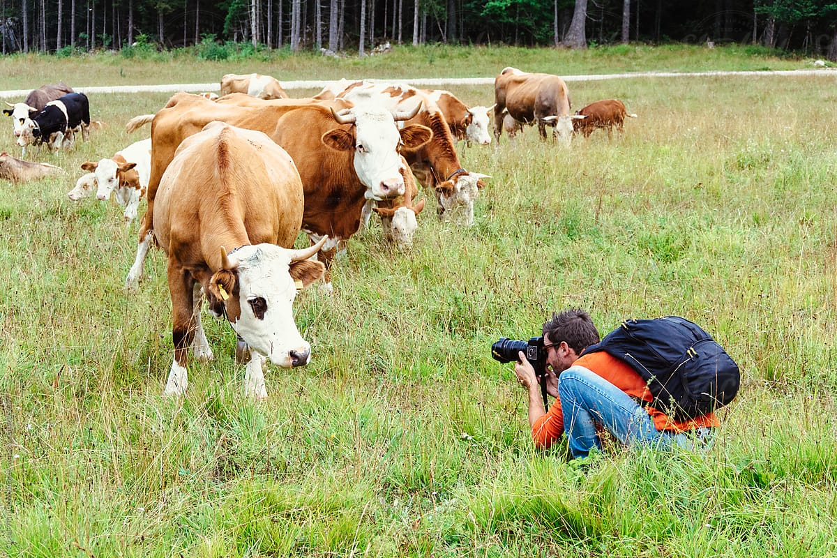 Photographer taking pictures of a cow
