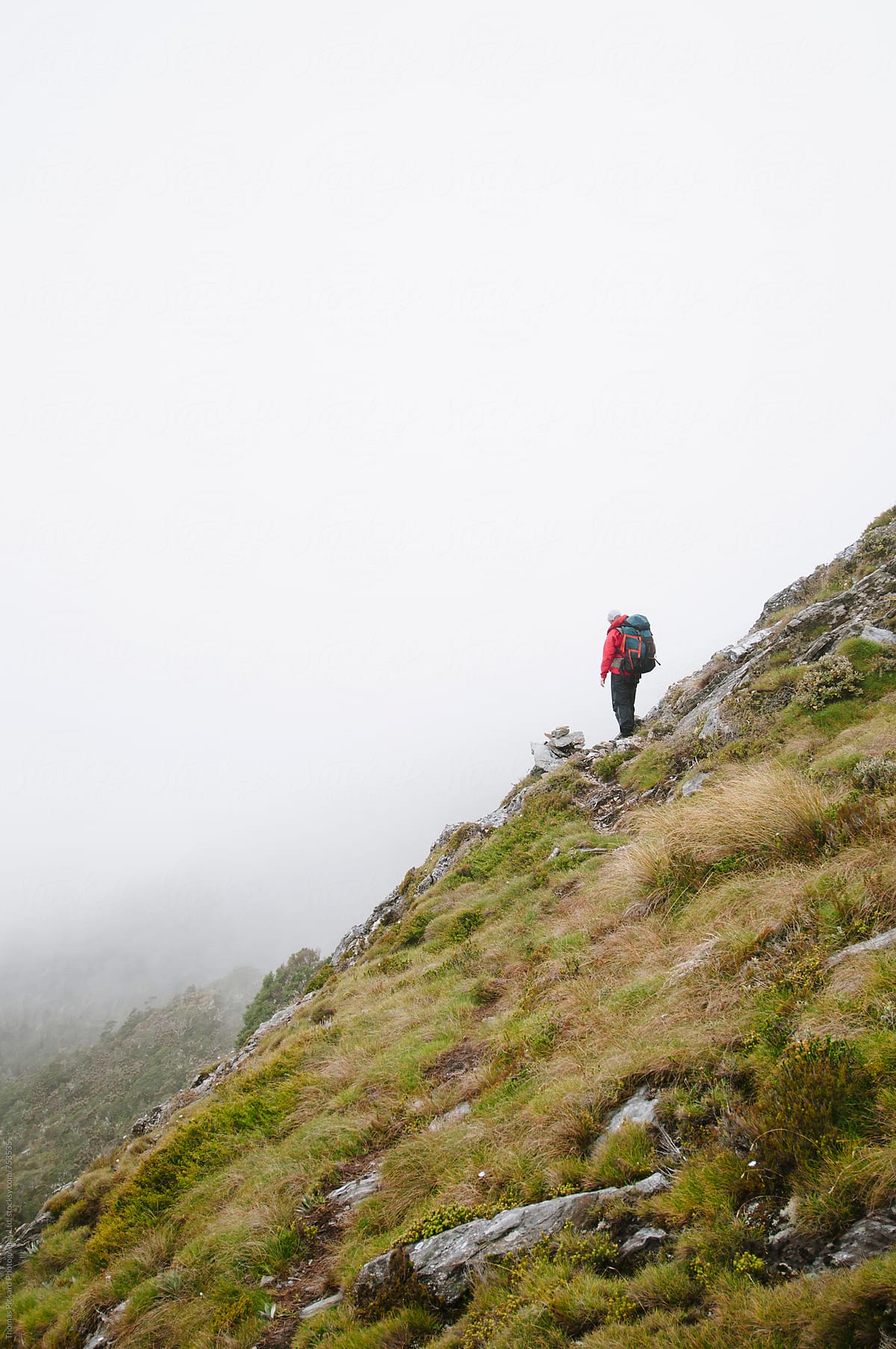 Woman trekker climbing a hill in wet conditions, Kahurangi National Park, New Zealand.