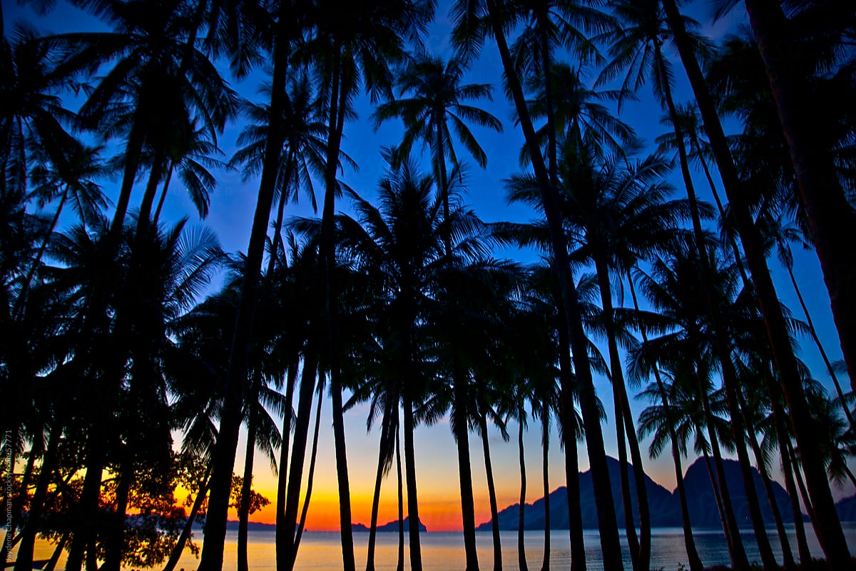 Dramatic sunset, looking through many palm trees, Las Cabanas Beach, Palawan Island, Philippines