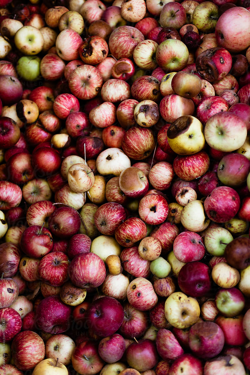 Overhead Full-Bleed View of Harvested Bad Apples