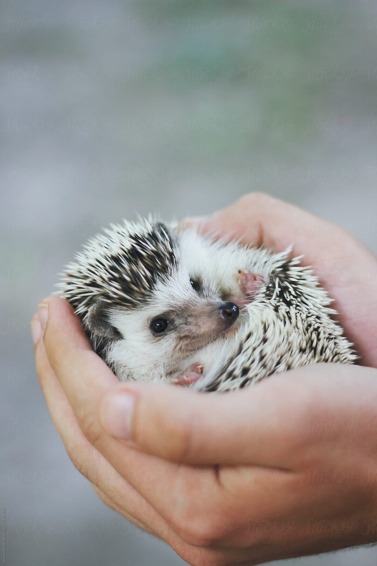 Person holding a cute little hedgehog