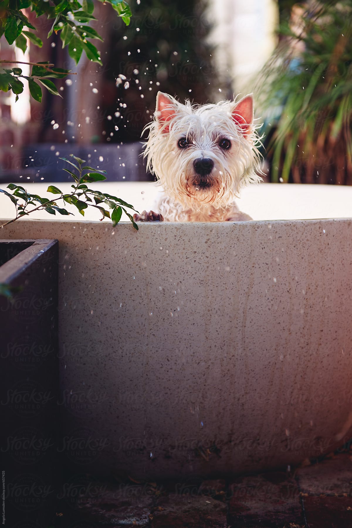 Small white dog looking up from the edge of an outdoor bath with water droplets in the air
