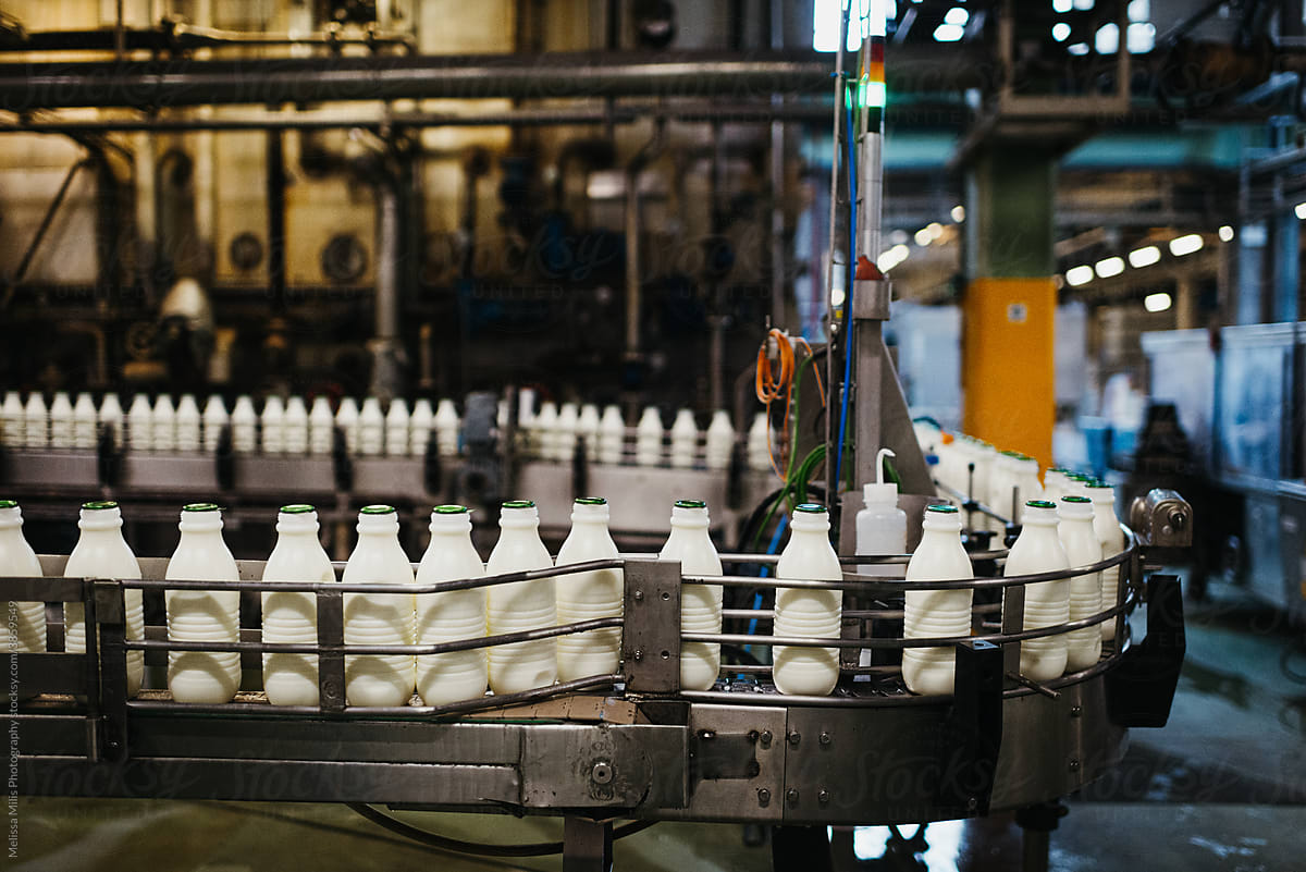 Plastic milk bottles in a milk factory