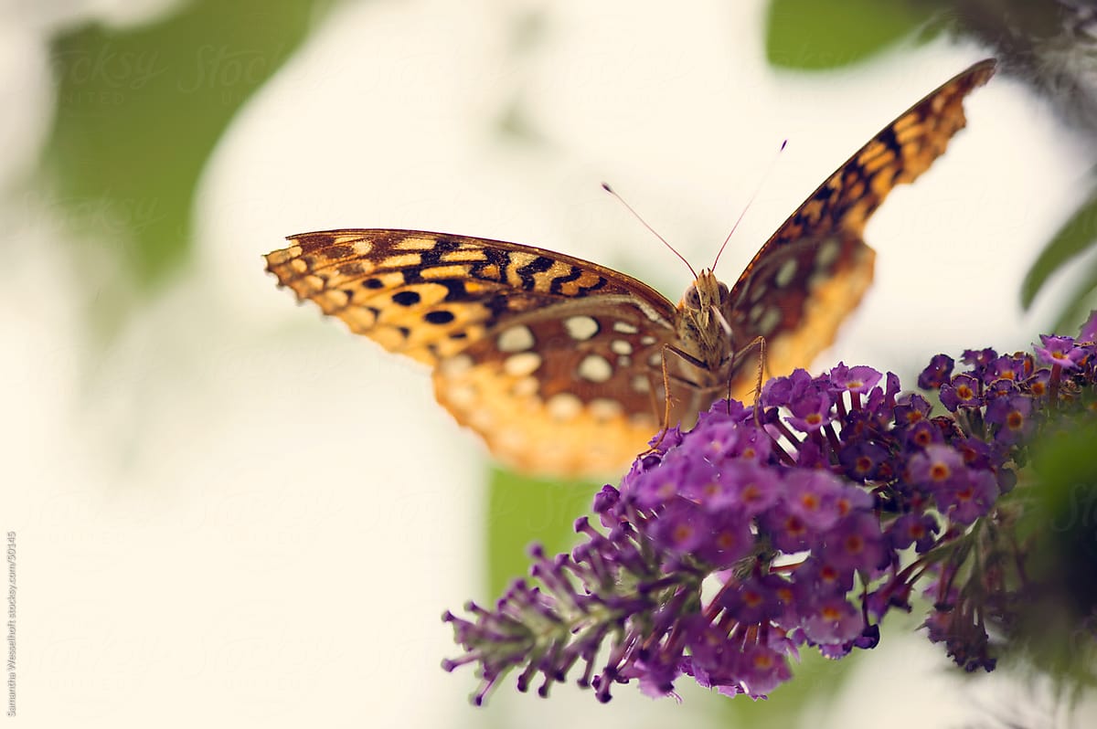 golden butterfly on butterfly bush 2