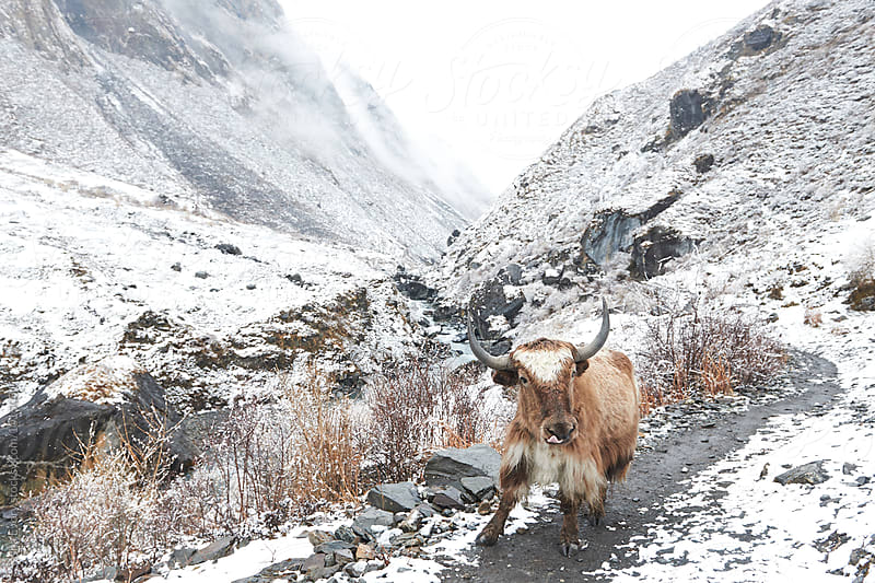yak on the mountain path