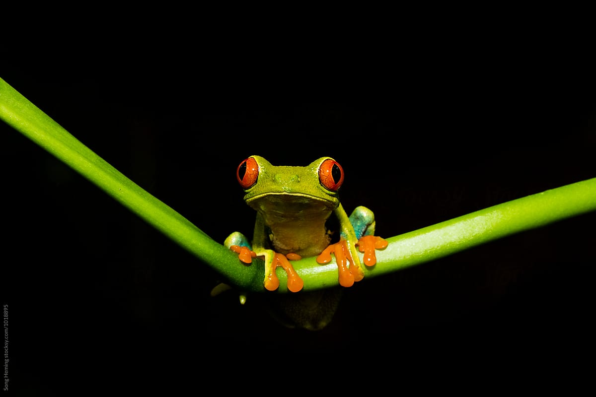 Portrait of Red-Eyed Tree Frog ,Agalychnis callidryas