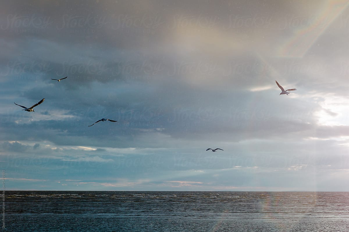 Seagulls flying above sea