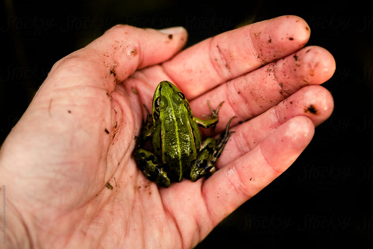 Holding mr. Frog