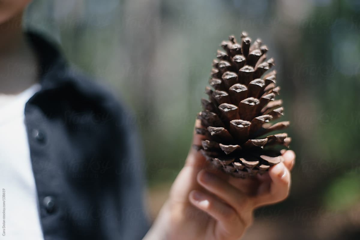 Child holds pine cone