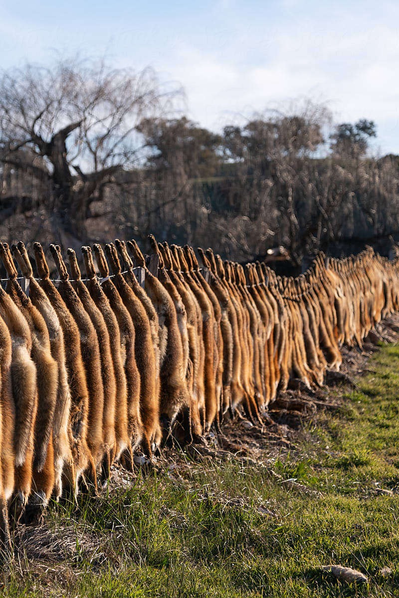Row of dead foxes shot by hunters