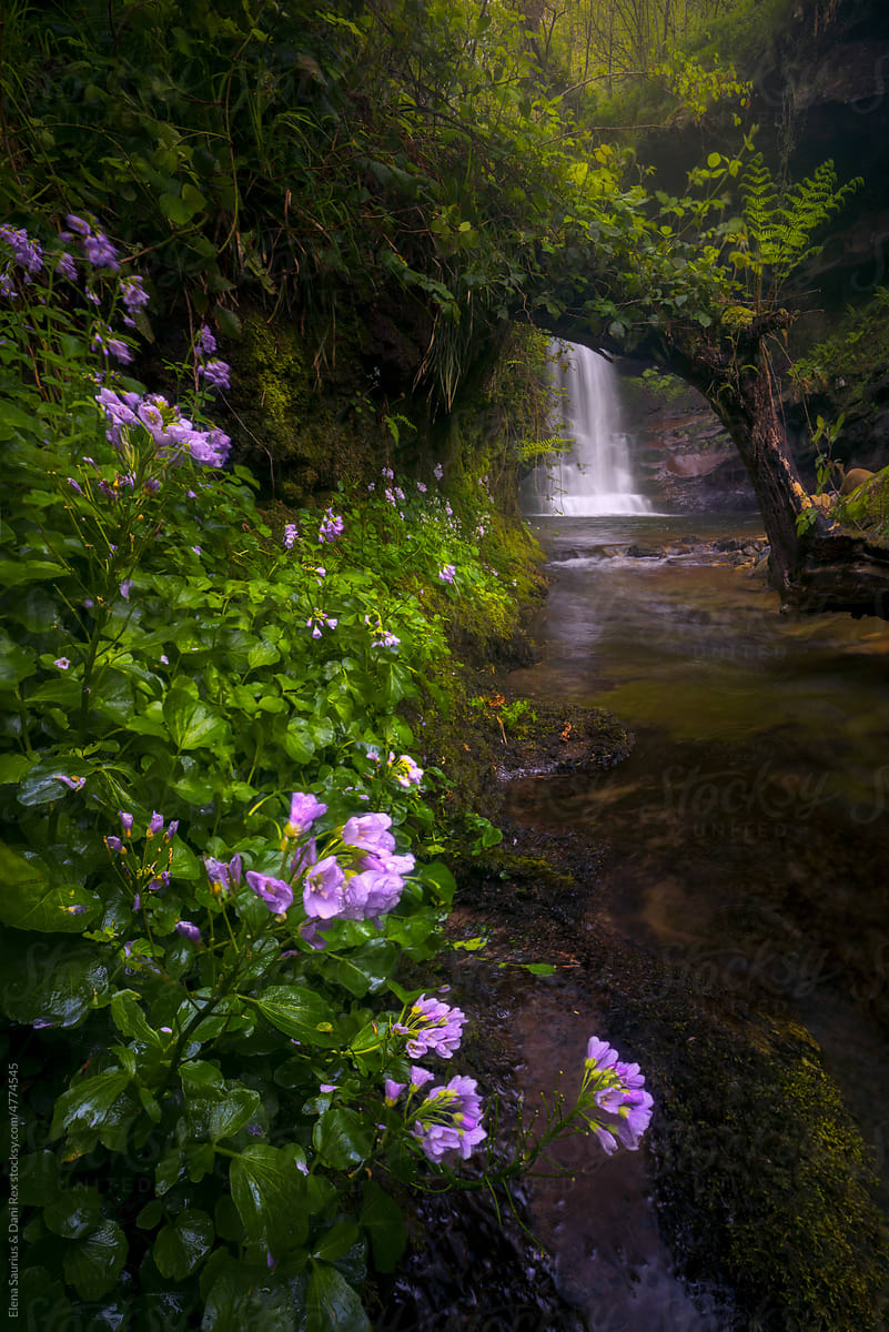 Beatiful flowers near the Ajan waterfalls in Cantabria, Spain