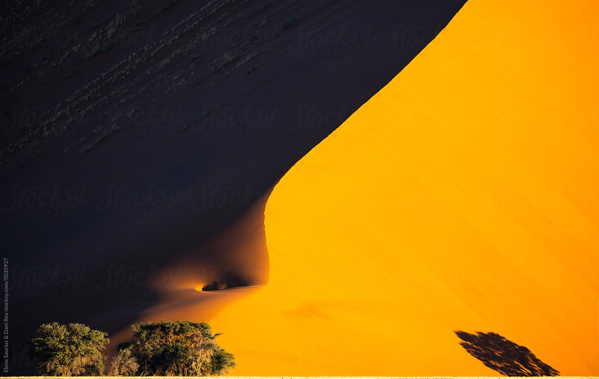 Big dune and tree in Namib desert, Namibia, Africa