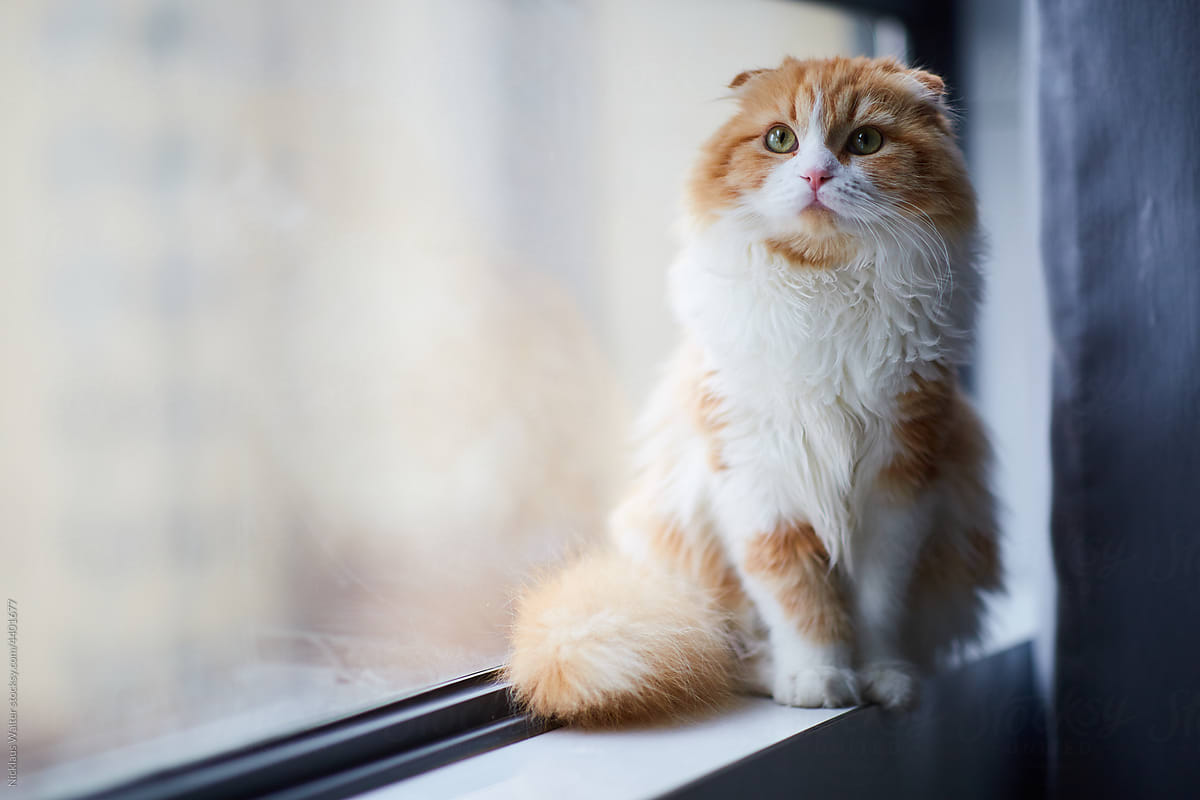 Cute Orange Cat Sitting On A Window Sill