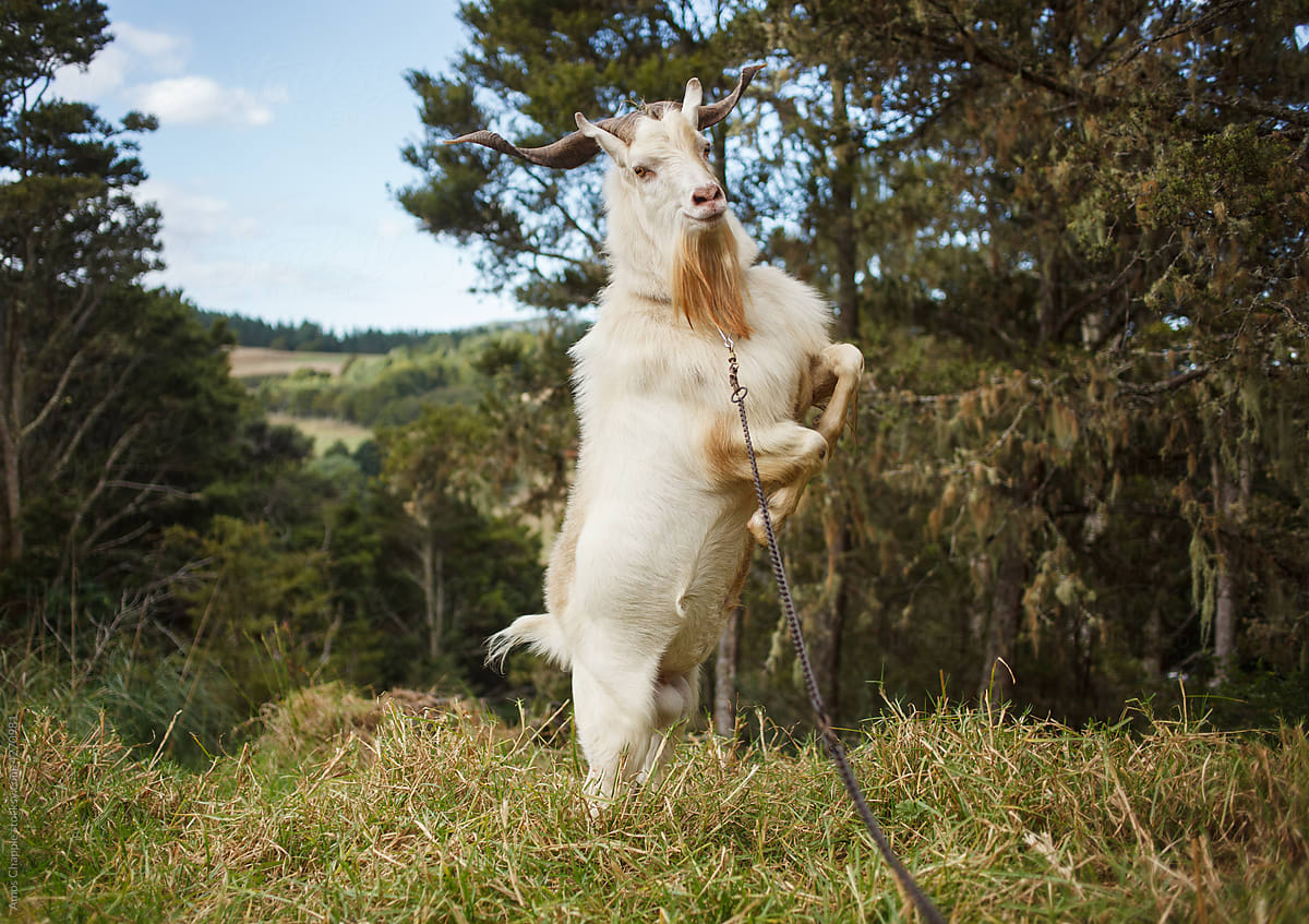 An aggressive male goat rearing