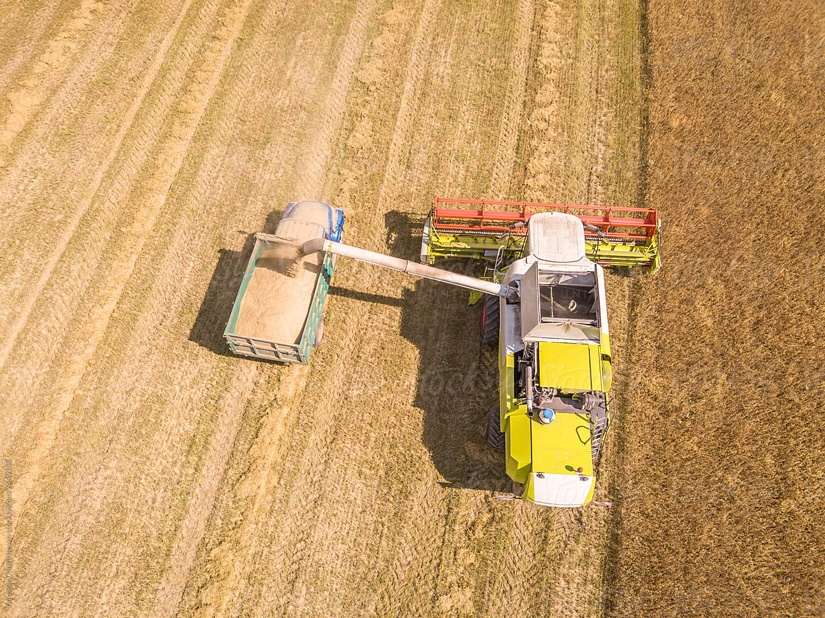 Farm machinery on a wheat filds. Harvesting of ripe cereal in a