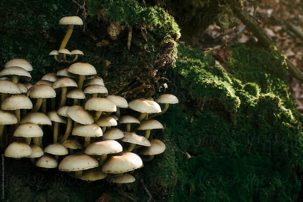 Sun shining on forest mushrooms