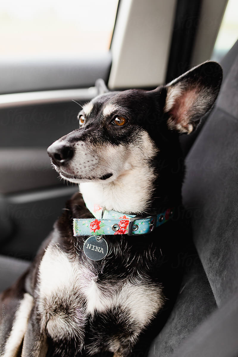 dog sitting on car seat wearing collar and dog tag